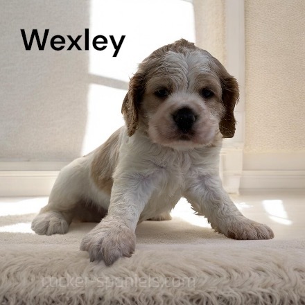 puppy, for, sale, Cocker Spaniel, Joe & Cherri  Overlease, dog, breeder, Miller, MO, dog-breeder, puppy-for-sale, forsale, nearby, find, puppyfind, locator, puppylocator, aca